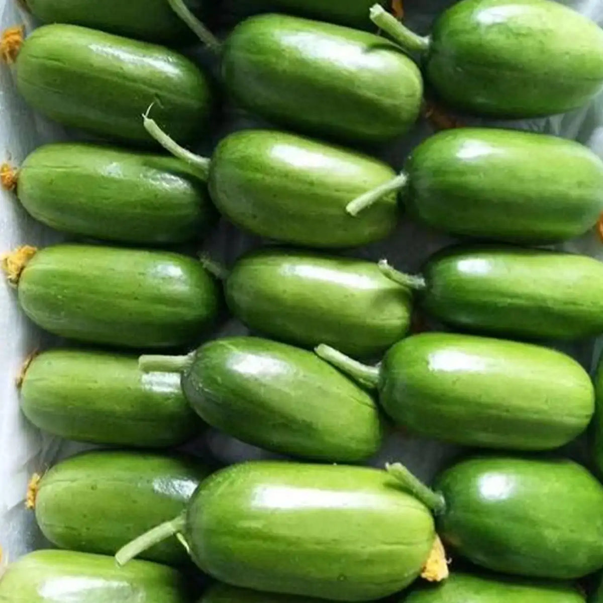 Thumb Cucumber Seeds - Golden Boy Lady Cucumber