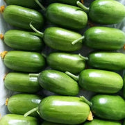 Thumb Cucumber Seeds - Golden Boy Lady Cucumber