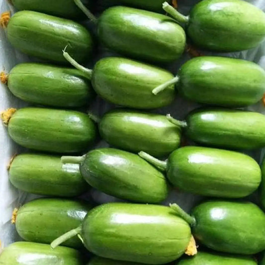 Thumb Cucumber Seeds - Golden Boy Lady Cucumber
