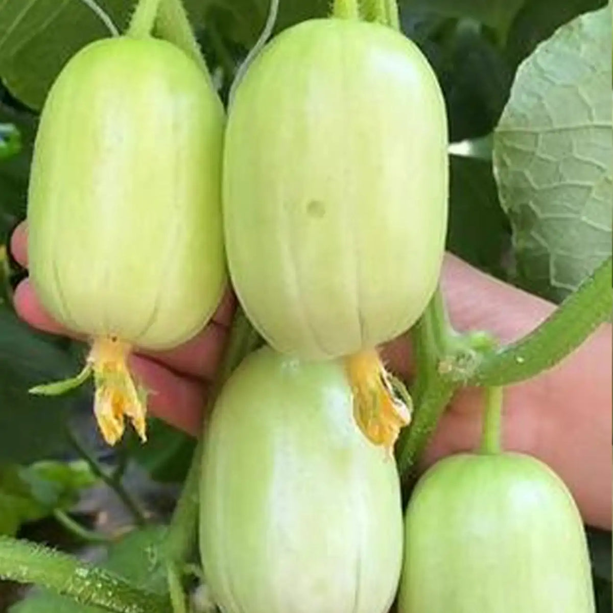 Thumb Cucumber Seeds - Golden Boy Lady Cucumber