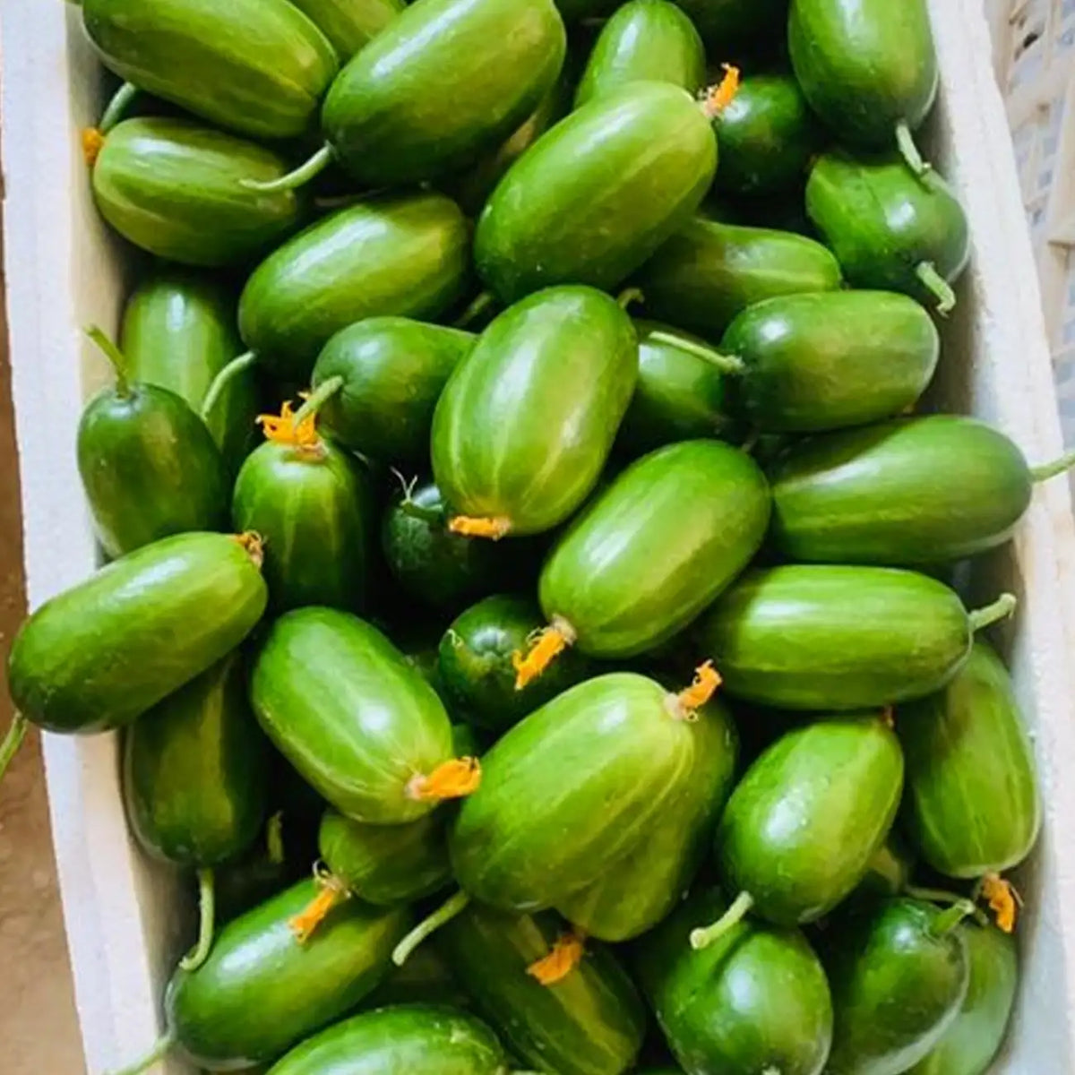 Thumb Cucumber Seeds - Golden Boy Lady Cucumber