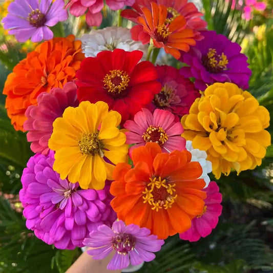 Thumbelina Mix Zinnia Seeds