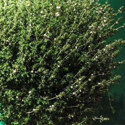 Thyme Seeds