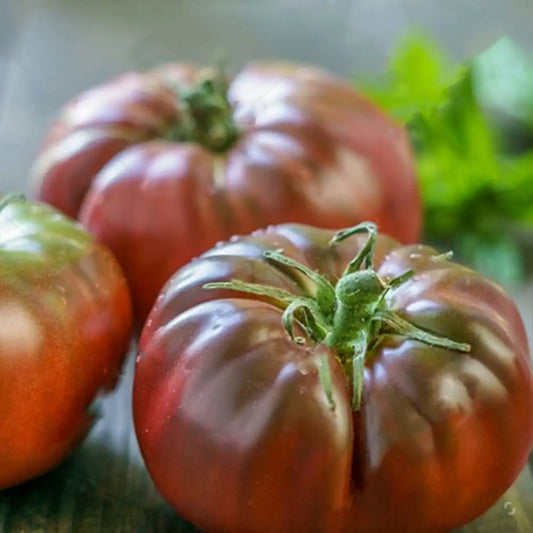 Tomato Cherokee Purple - Organic Seeds