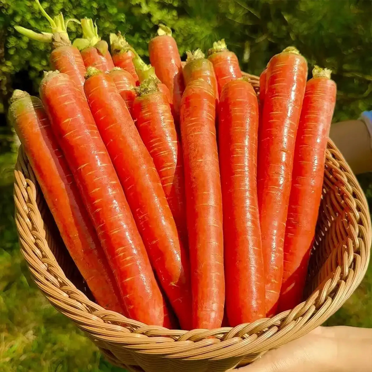 Top Flavor Carrots Seeds