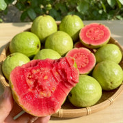 Tropical Strawberry Guava Organic Pink Guava Seeds