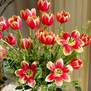 Tulip 'Alice' Seeds