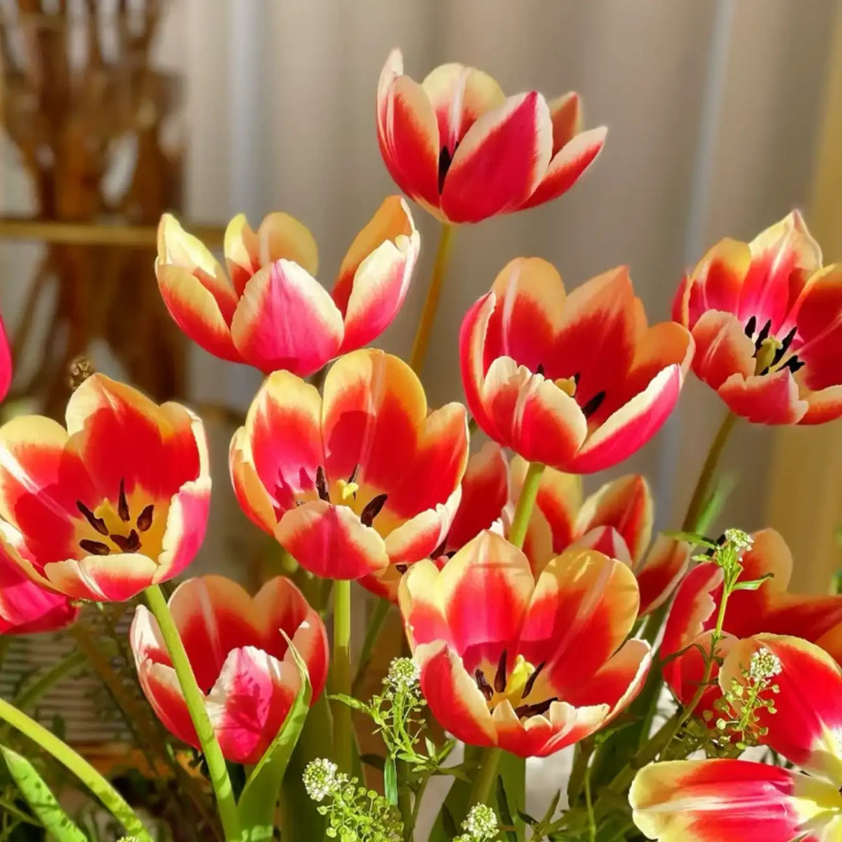 Tulip 'Alice' Seeds