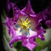 Tulip 'Aurora' Seeds