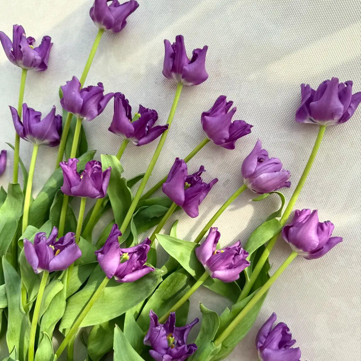 Tulip 'Aurora' Seeds