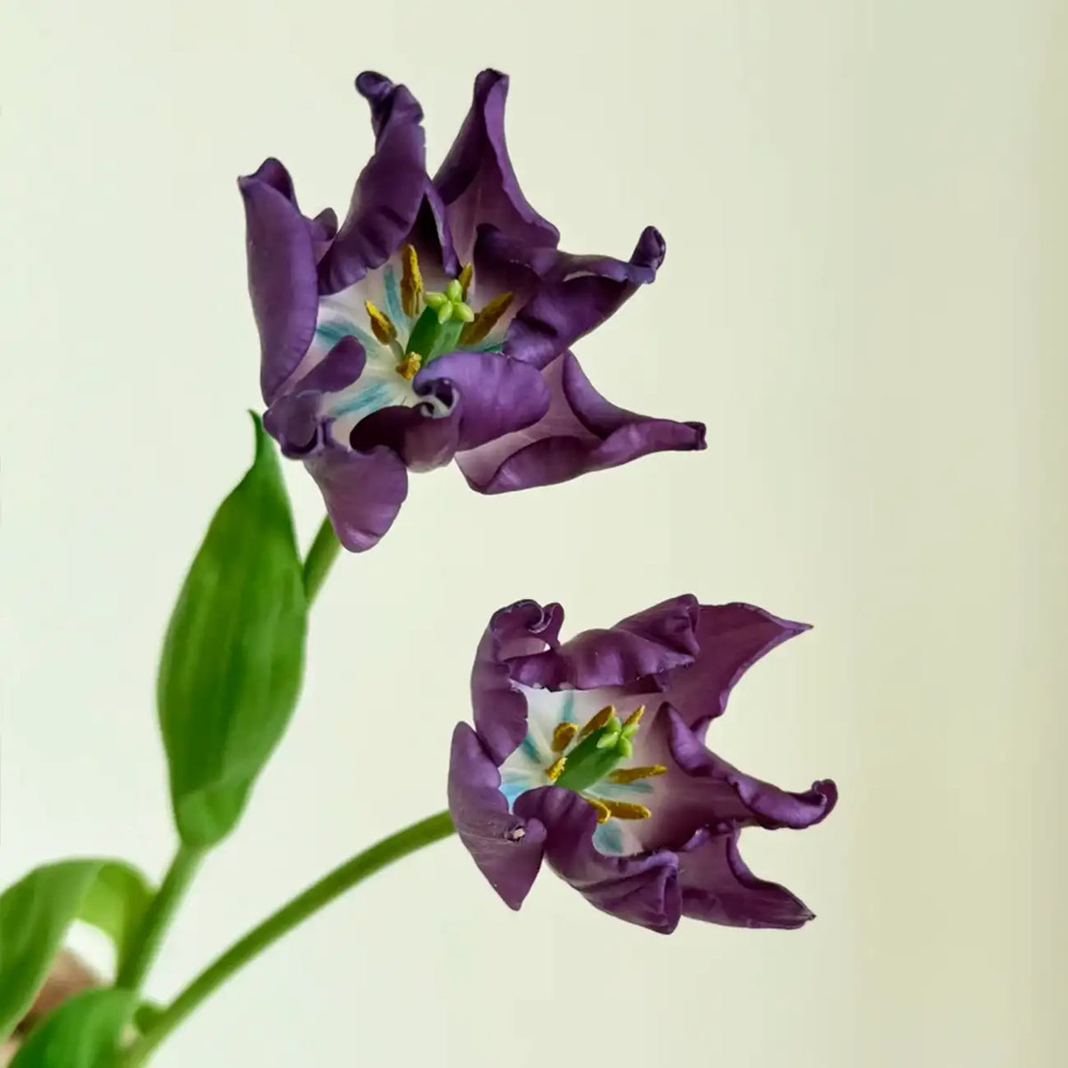 Tulip 'Aurora' Seeds