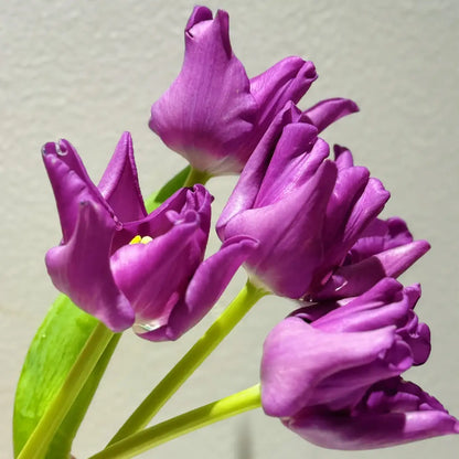 Tulip 'Aurora' Seeds