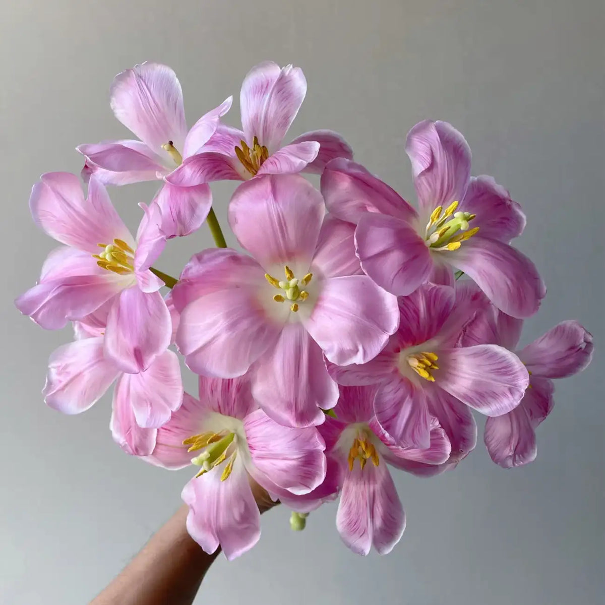 Tulip 'Autumn Cherry' Seeds