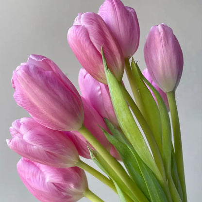 Tulip 'Autumn Cherry' Seeds