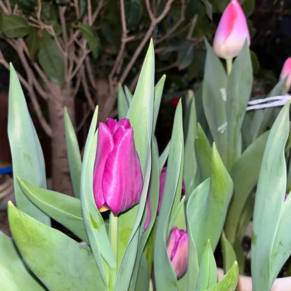 Tulip 'Avalon' Seeds