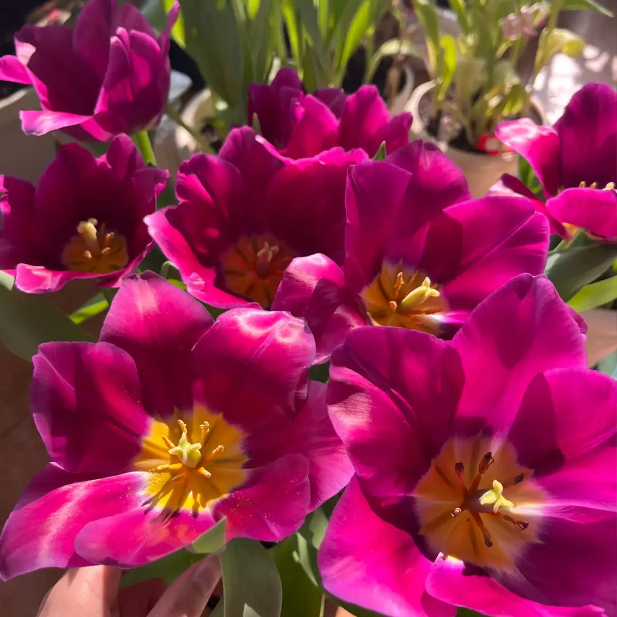 Tulip 'Avalon' Seeds
