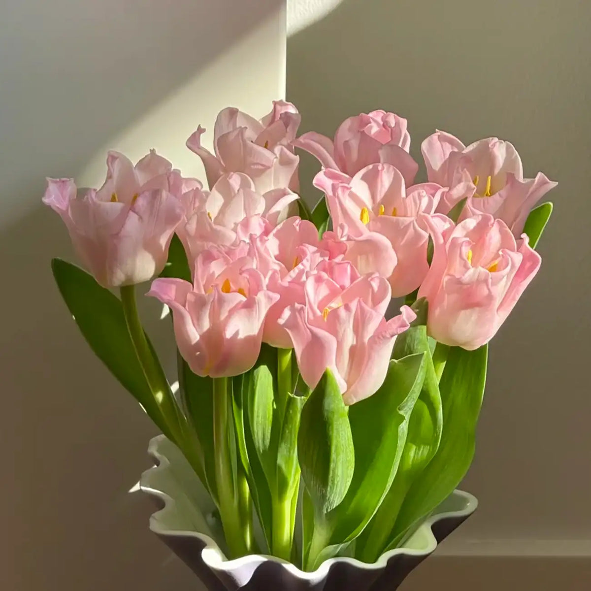 Tulip 'Belle' Seeds