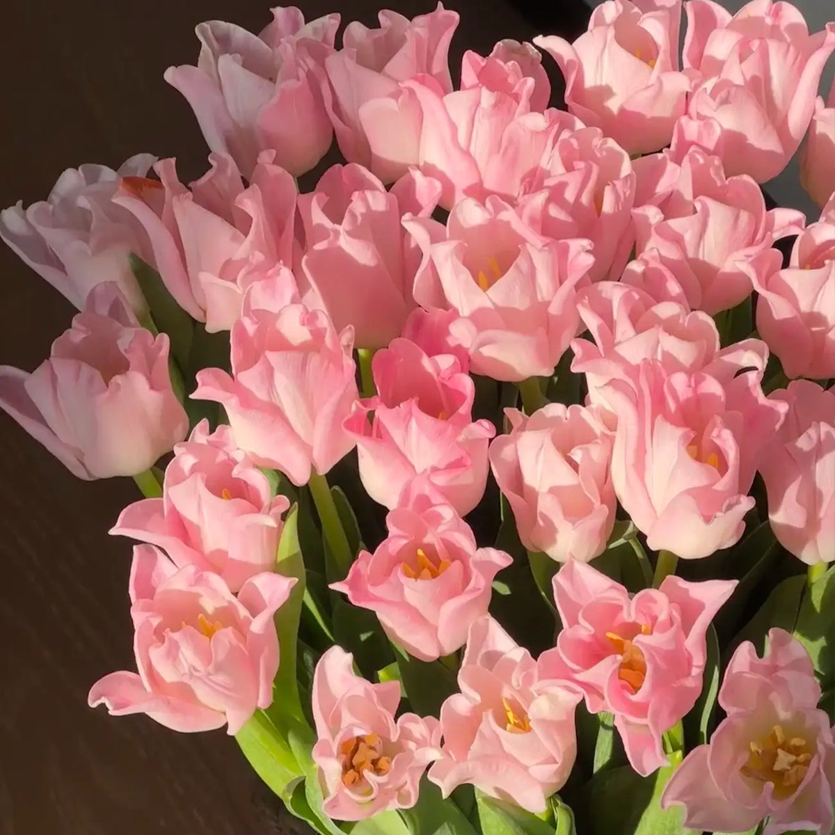 Tulip 'Belle' Seeds
