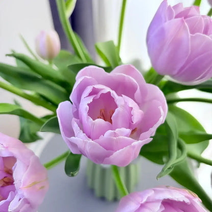 Tulip 'Blueberry Pudding' Seeds