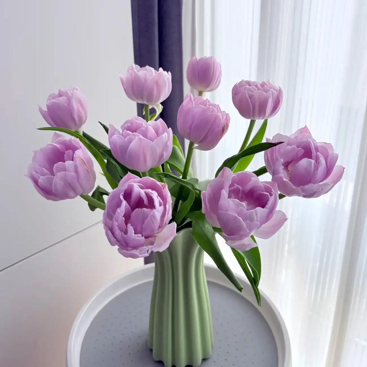 Tulip 'Blueberry Pudding' Seeds
