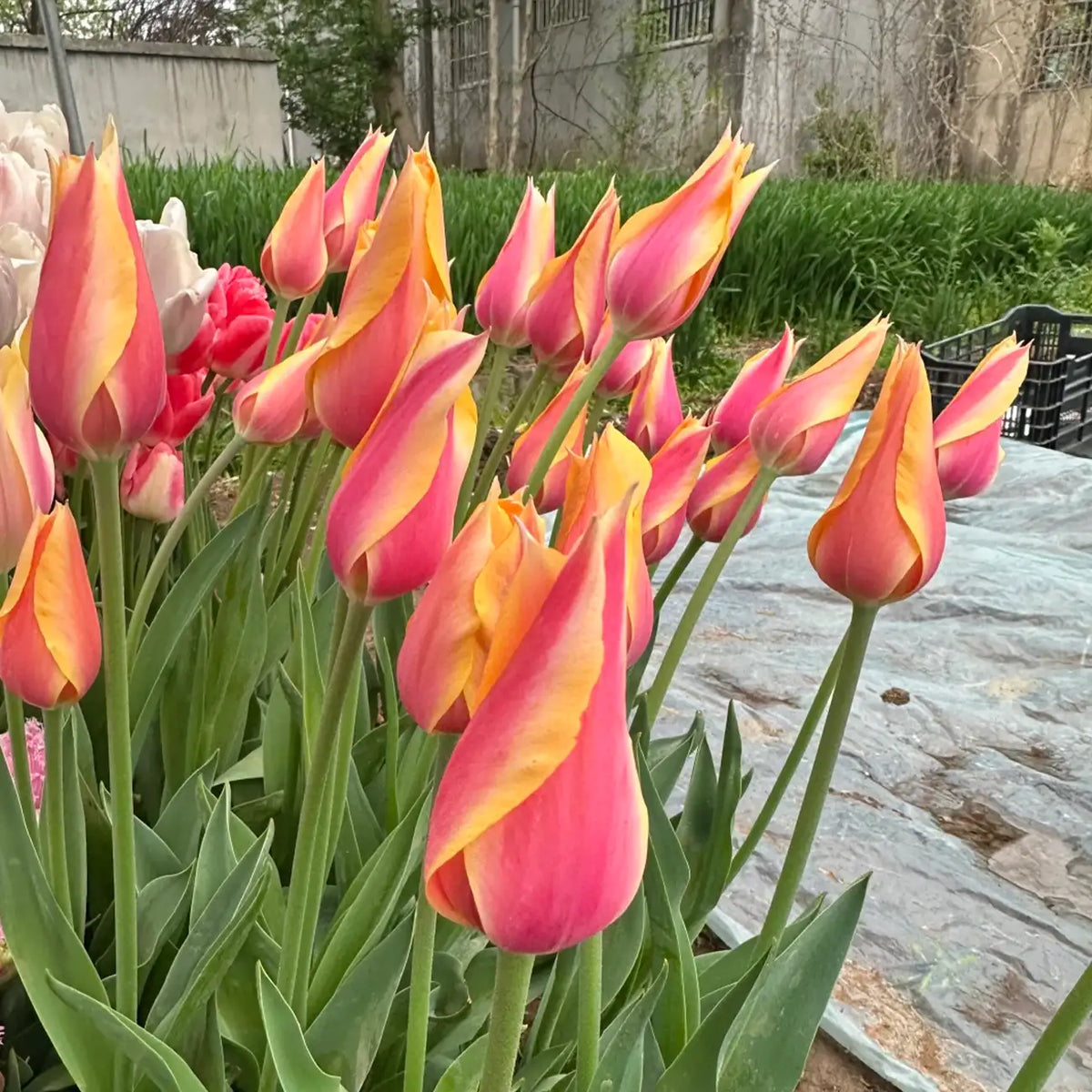 Tulip 'Blushing Beauty' Seeds