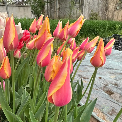 Tulip 'Blushing Beauty' Seeds