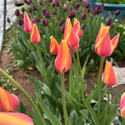 Tulip 'Blushing Beauty' Seeds