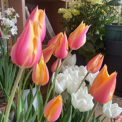 Tulip 'Blushing Beauty' Seeds