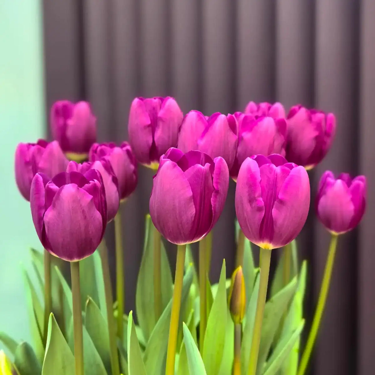 Tulip 'Britt' Seeds