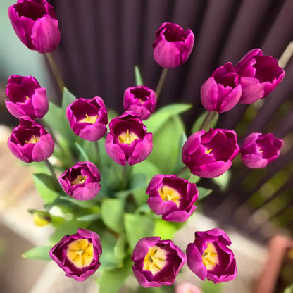 Tulip 'Britt' Seeds