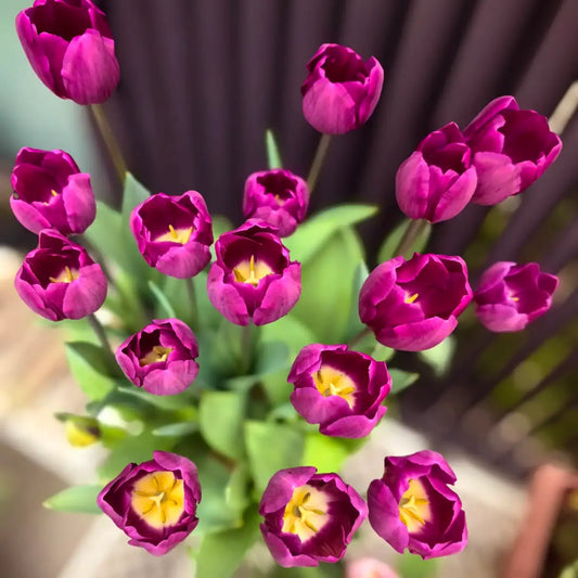 Tulip 'Britt' Seeds
