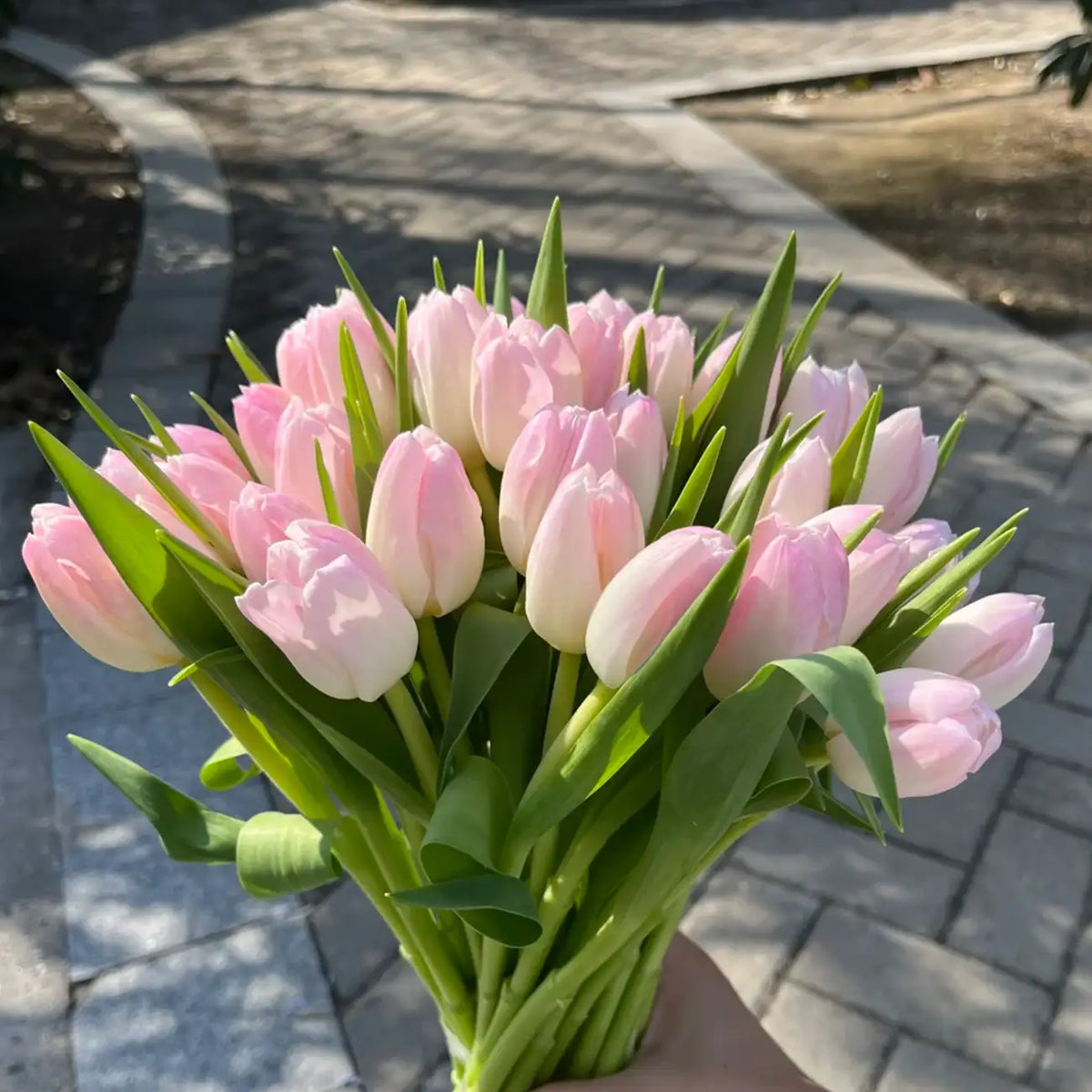 Tulip 'Budding' Seeds
