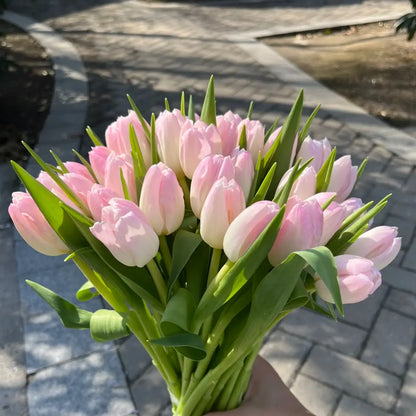 Tulip 'Budding' Seeds