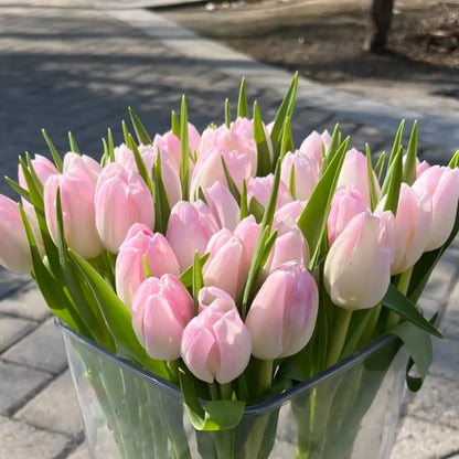 Tulip 'Budding' Seeds