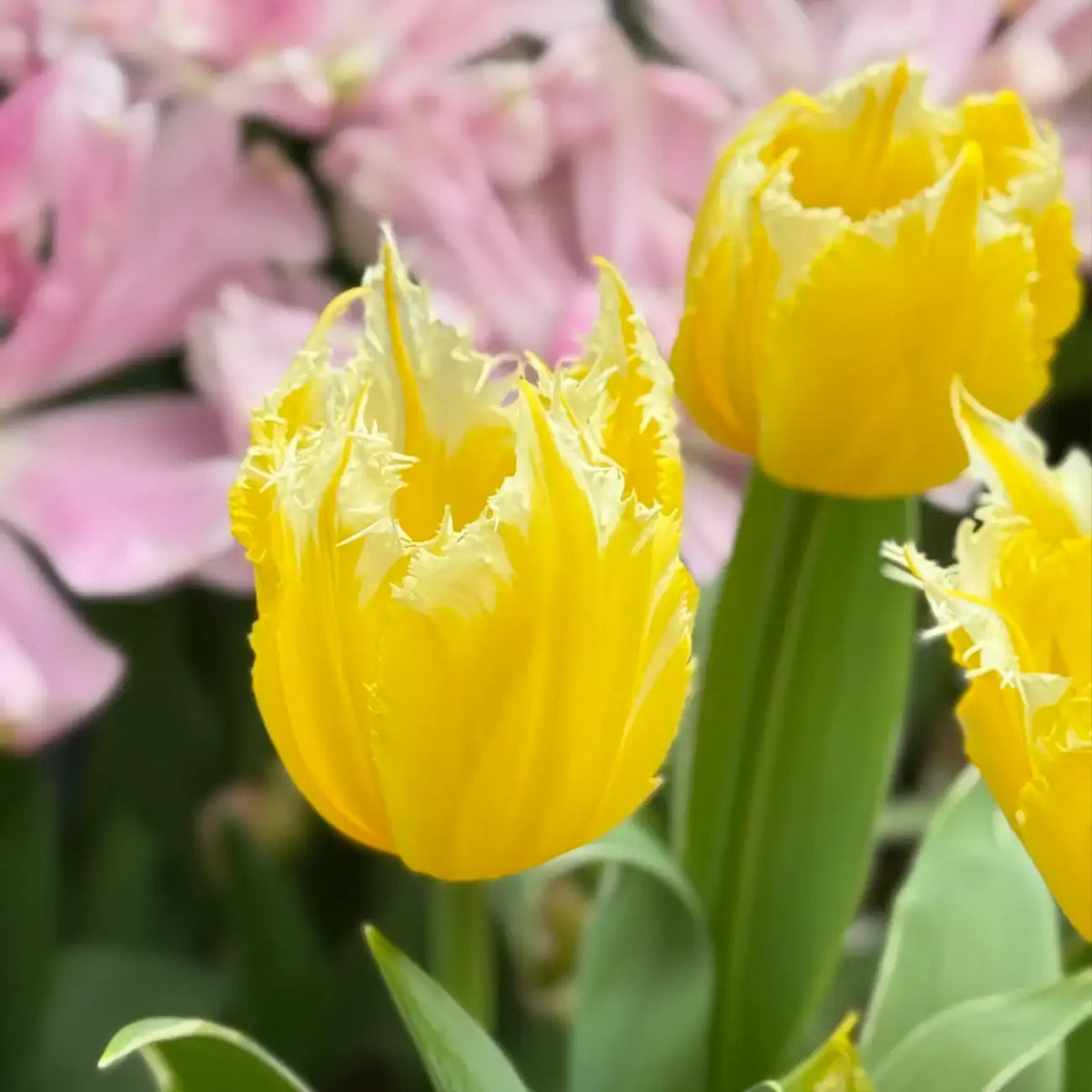 Tulip 'Burning Flame' Seeds