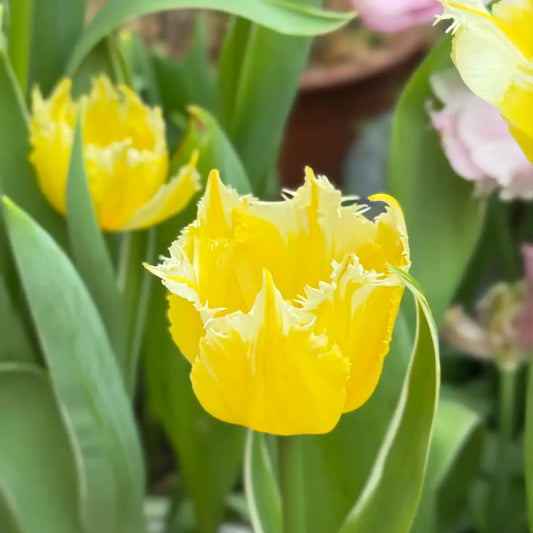 Tulip 'Burning Flame' Seeds