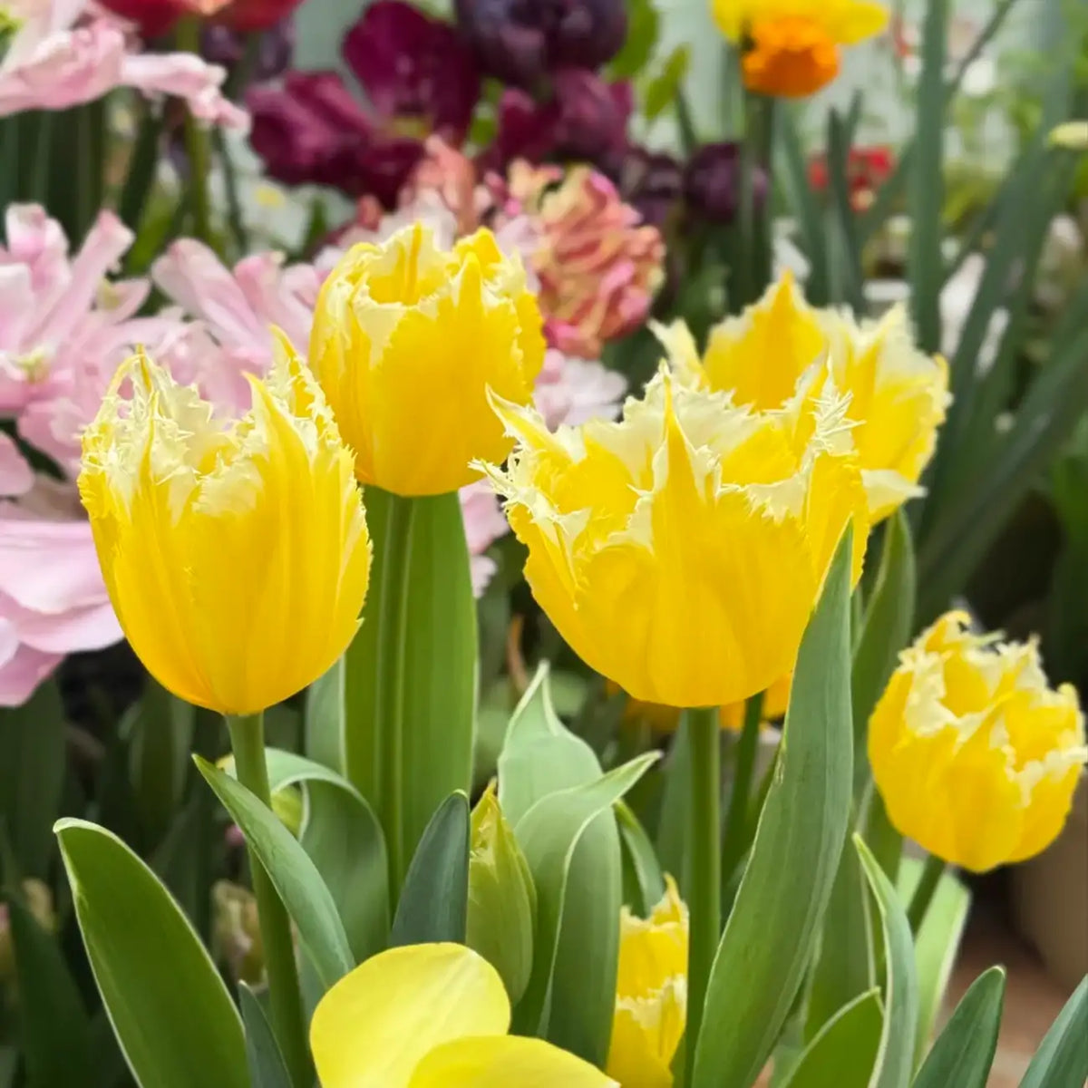 Tulip 'Burning Flame' Seeds