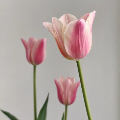 Tulip 'Chanel' Seeds