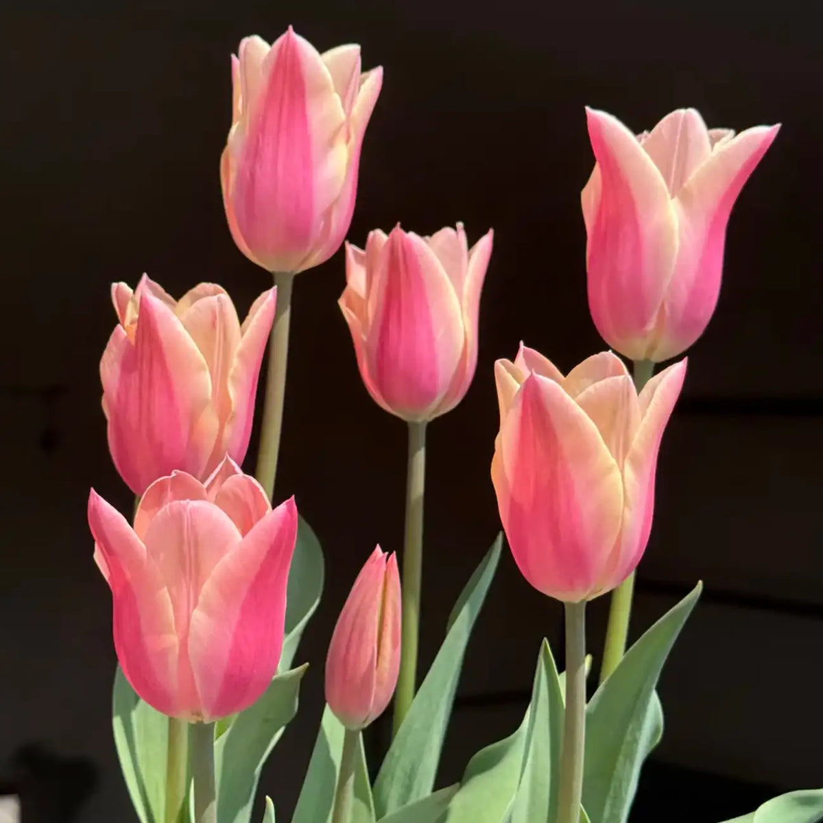Tulip 'Chanel' Seeds