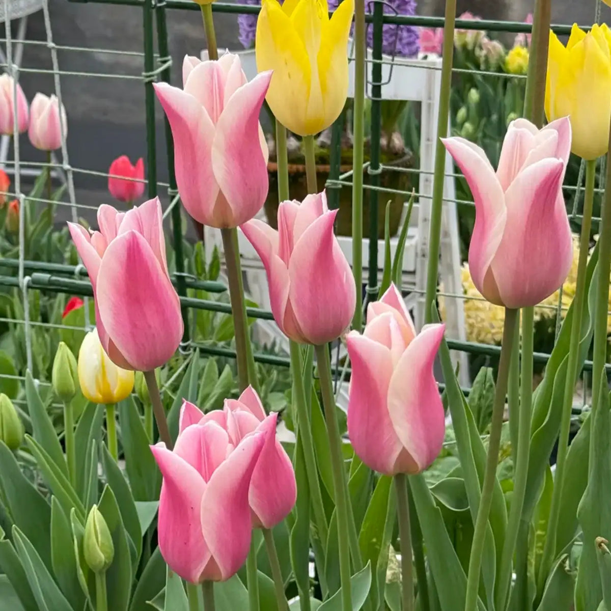 Tulip 'Chanel' Seeds