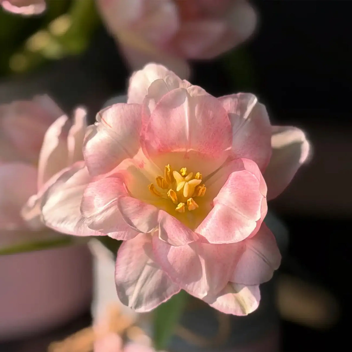 Tulip 'Cherry Mille Crepe' Seeds