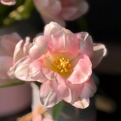 Tulip 'Cherry Mille Crepe' Seeds