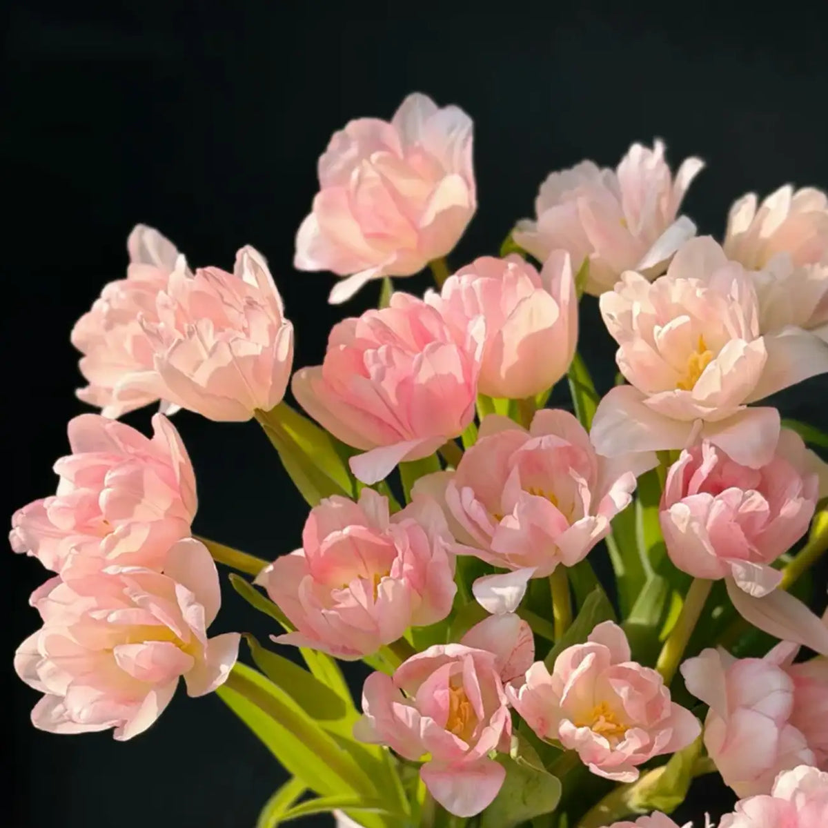 Tulip 'Cherry Mille Crepe' Seeds