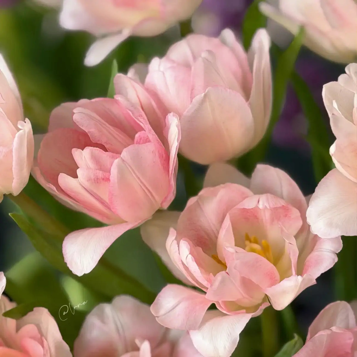 Tulip 'Cherry Mille Crepe' Seeds