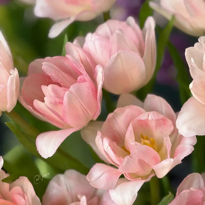 Tulip 'Cherry Mille Crepe' Seeds