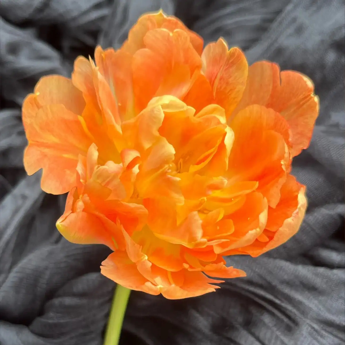 Tulip 'Citrus Cheese' Seeds
