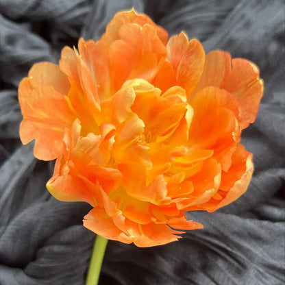Tulip 'Citrus Cheese' Seeds