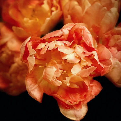 Tulip 'Citrus Cheese' Seeds