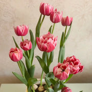 Tulip 'Columbus' Seeds