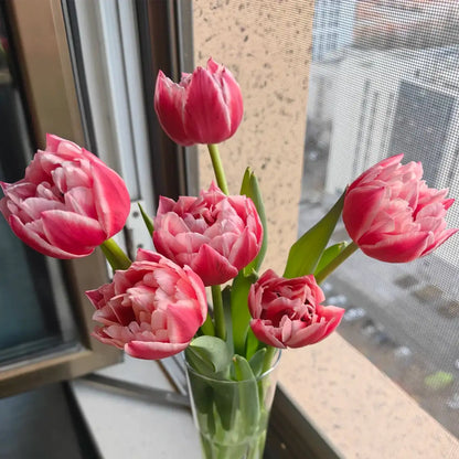 Tulip 'Columbus' Seeds